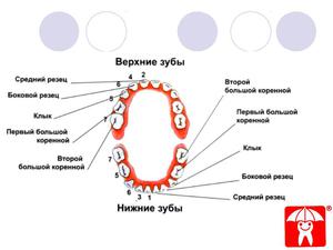 Dezvoltarea dinților Câți dinți au un copil